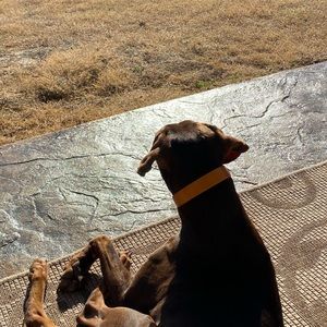 Meet your Posher, Malia